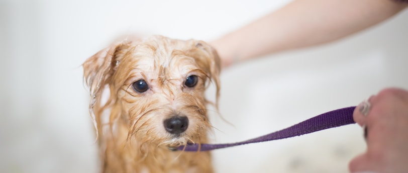 Understanding Kinship Adoption: Navigating Legalities, Family Dynamics, and Child Development